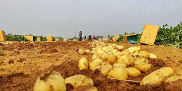 Cultivating Success: The Growing Impact of Potato Farming in China