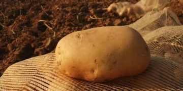 “Silverlands Ranching Begins Seed Potato Harvest in Zambia”