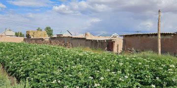 Exploring RAS Growers’ Field Tours in Southern Kyrgyzstan: A Glimpse into the World of JELLY, KARELIA, JULINKA, and CORINNA