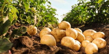 “Azerbaijan’s Potato Harvest Faces Challenges in 2023: A Closer Look at Crop Yields and Economic Impact”
