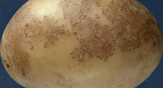 Potato Black Dot Disease: Understanding the Elusive Pathogen, Disease Development, and Effective Management Strategies