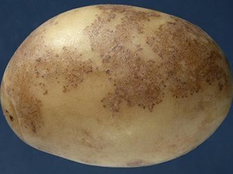 Potato Black Dot Disease: Understanding the Elusive Pathogen, Disease Development, and Effective Management Strategies