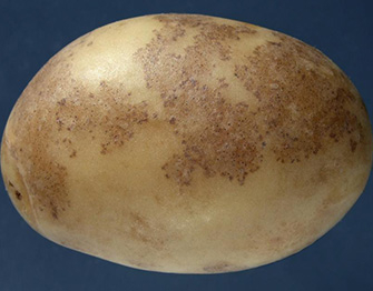 Potato Black Dot Disease: Understanding the Elusive Pathogen, Disease Development, and Effective Management Strategies