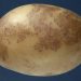 Potato Black Dot Disease: Understanding the Elusive Pathogen, Disease Development, and Effective Management Strategies