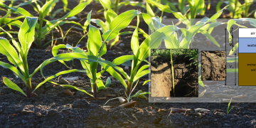 Soil Moisture Monitoring: The Gas Tank for Crop Development