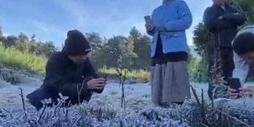 The Dengue Frost Effect: 7 Hectares of Potato Fields Perish, Farmers Lose Hundreds of Millions