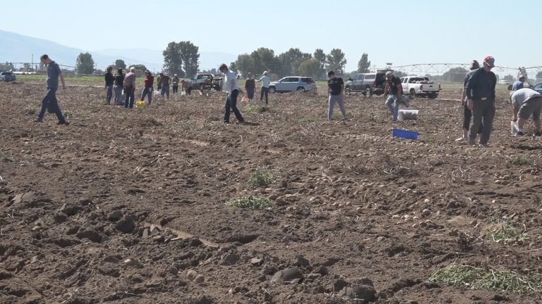 Cultivating Community: Miller Research Potato Day Nurtures Generosity and Unity in Idaho 39 Cultivating Community: Miller Research Potato Day Nurtures Generosity and Unity in Idaho