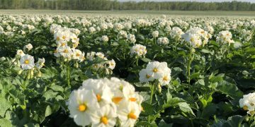 According to the rules of the market