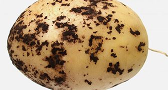 Managing Rhizoctonia Solani: Effective Strategies to Protect Potato Crops