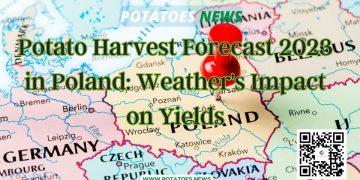 Potato Harvest Forecast 2023 in Poland: Weather’s Impact on Yields