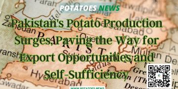 Pakistan’s Potato Production Surges, Paving the Way for Export Opportunities and Self-Sufficiency