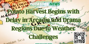Potato Harvest Begins with Delay in Arcadia and Drama Regions Due to Weather Challenges