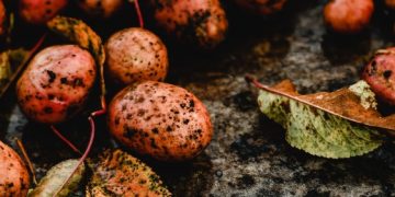 “Patatas Méléndez: Leading the Way in Sustainable Potato Production in Castile and León”