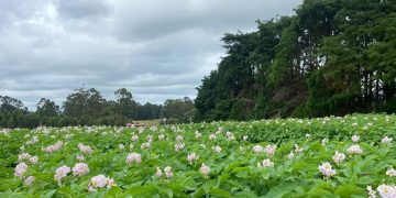 Simplot’s Acquisition of Agronico: A Boost to Tasmania’s Potato Industry