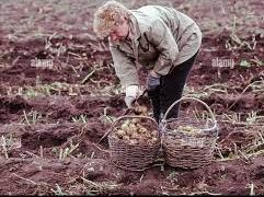 “Estonia’s Potato Harvest: Challenges, Varieties, and Sustainability”