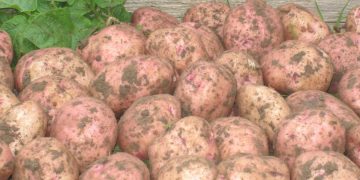 Cultivating Resilience: Exploring Disease-Free Chinese Potato Varieties for Sustainable Agriculture