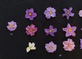 Exploring Potato Flower Diversity: A Glimpse into William Behling's Research at Michigan State University