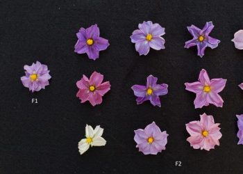 Exploring Potato Flower Diversity: A Glimpse into William Behling's Research at Michigan State University