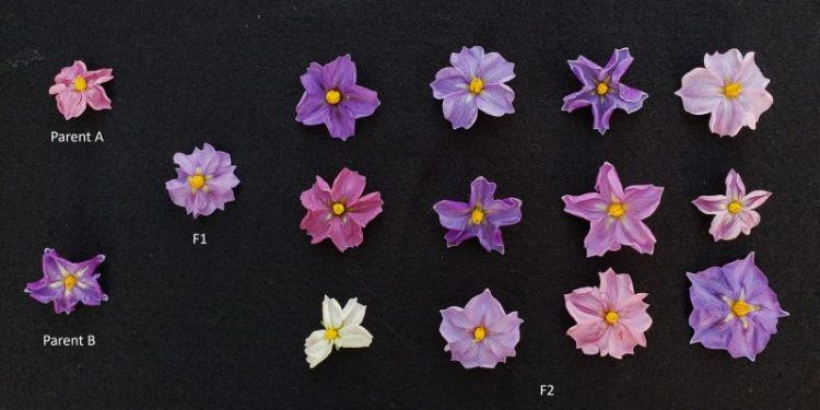 Exploring Potato Flower Diversity: A Glimpse into William Behling's Research at Michigan State University