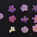 Exploring Potato Flower Diversity: A Glimpse into William Behling's Research at Michigan State University