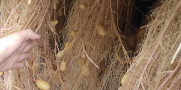 Revolutionizing Potato Farming: Sustainable Mini Tuber Production through Aeroponics