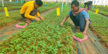 Empowering Self-Sufficiency: Potato Seed Production Soars in Koraput, Odisha!