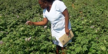 Balancing Act: Integrating Synthetic and Bio Organic Fertilizers in Potato Cultivation