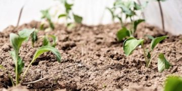 Tripura’s Horticulture Department Revolutionizes Potato Cultivation with Apical Rooted Cuttings