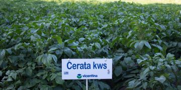 Alessandro Mietto: Cultivating Innovation and Collaboration in the Heart of Uruguay’s Potato Fields 🌱🥔