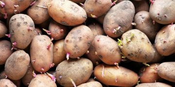 The Challenges of Potato Seed in 2023: Navigating Competition, Climate, and Market Dynamics