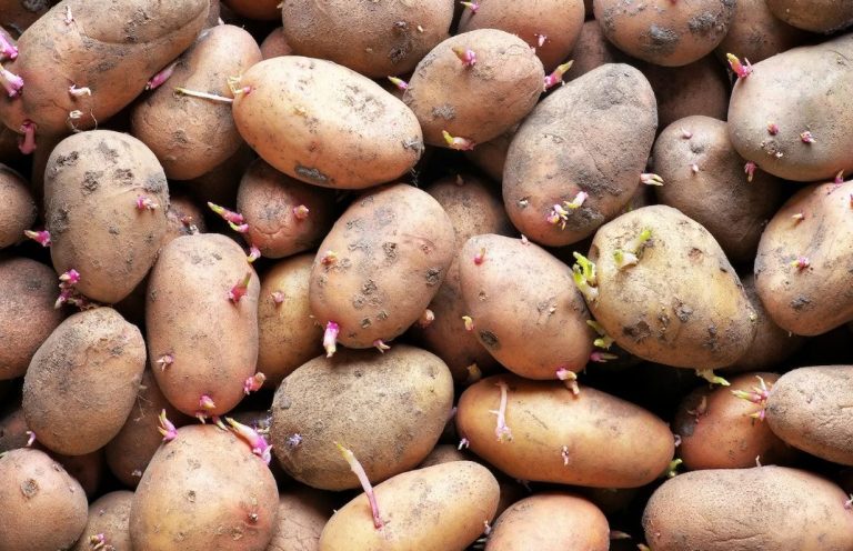 The Challenges of Potato Seed in 2023: Navigating Competition, Climate, and Market Dynamics 39 The Challenges of Potato Seed in 2023: Navigating Competition, Climate, and Market Dynamics