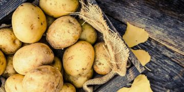 Nurturing Our Roots: Challenges and Triumphs in European Potato Harvest