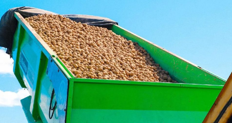 Revolutionizing Agriculture: Modern Storage Solutions Transform Moscow Region’s Vegetable Market