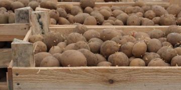Maximizing Potato Production: Strategies and Challenges in a Competitive Market