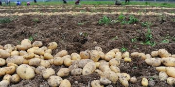 Bountiful Harvest: Agriculture in Khabarovsk Krai Blooms with Potatoes and Vegetables