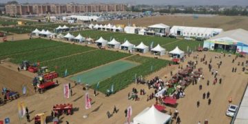 From Small Potatoes to Big Industries: Nurturing China’s Potato Revolution