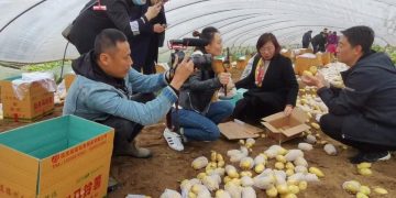 Unveiling the Future of Potato Farming: Insights from the 13th China International Potato Expo in Tengzhou