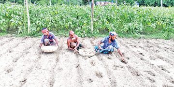 Maximizing Profits: Early Potato Planting Ignites Hope in Kishoreganj’s Agricultural Heartland