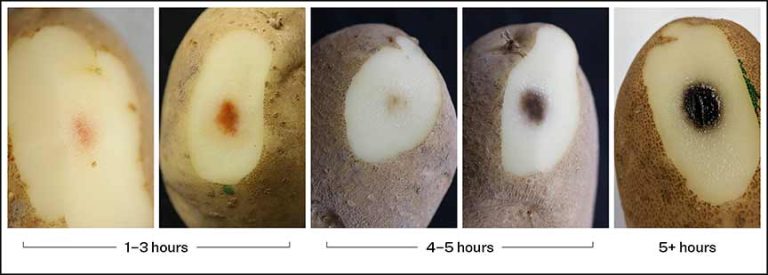 potato bruise