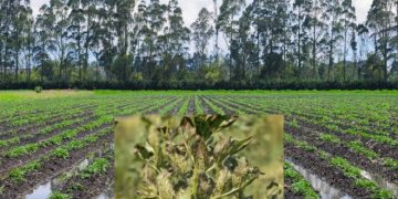 Navigating Challenges: Impact of High Temperatures on Brazilian Potato Harvest