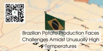 Brazilian Potato Production Faces Challenges Amidst Unusually High Temperatures