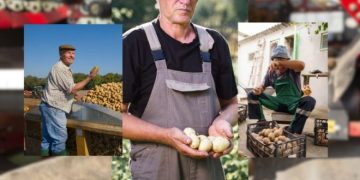 Potato Predicament: Navigating Italy’s Agricultural Crisis