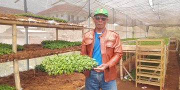 Revolutionizing Potato Farming: Cihawuk Village’s Innovative Leap