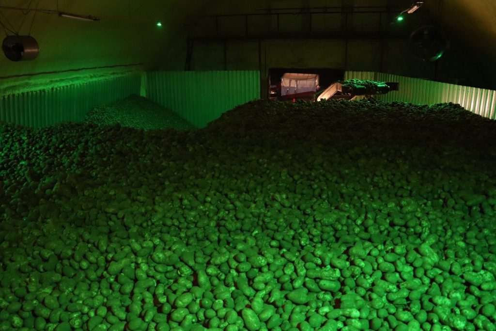 long-term potato storage
