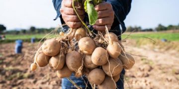 Tackling Potato Quality Challenges: A Crucial Call to Farmers and Agricultural Innovators
