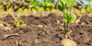 Challenging 2023 Season for European Seed Potatoes: Navigating Unpredictable Weather and Supply Shortages
