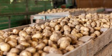 Battling the Odds: Navigating the Increased Competition Among European Buyers for Potatoes