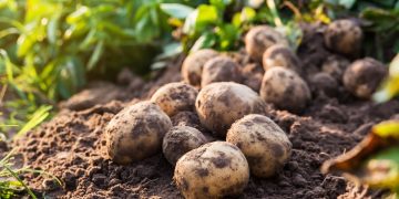 Revolutionizing Potato Farming: Trends, Innovations, and Sustainability in the Modern Agriculture Landscape
