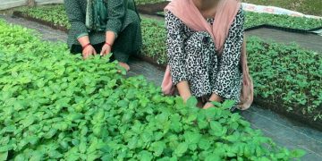 Empowering Women in Agriculture: Breaking Barriers, Sowing Success