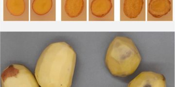 Revolutionizing Agriculture: CRISPR-Enhanced Latin American Potatoes Spearhead Innovation in Food Security